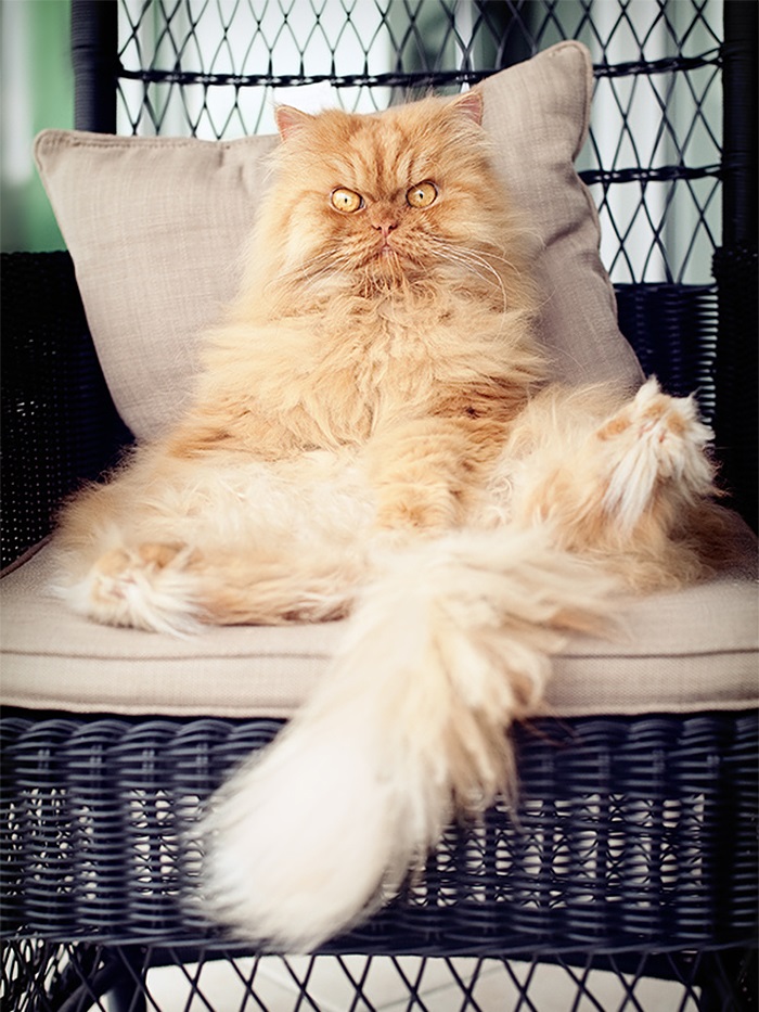 garfi-evil-grumpy-persian-cat-22__700