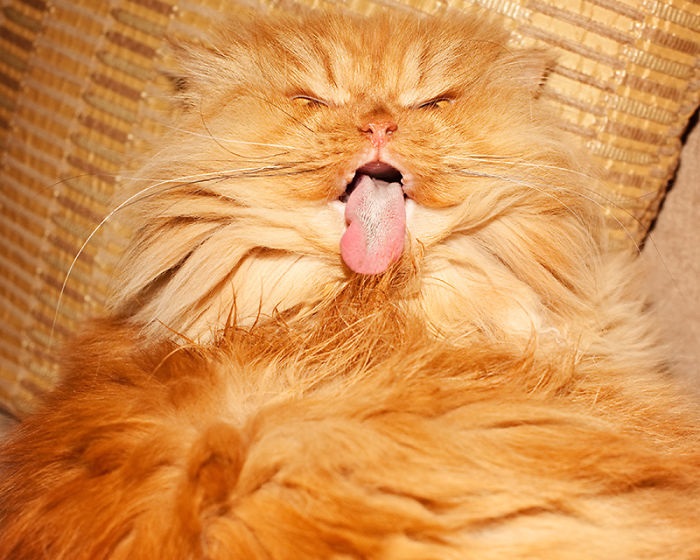 garfi-evil-grumpy-persian-cat-3__700