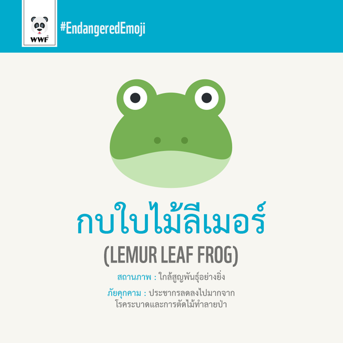 กบใบไม้ลีเมอร์ Limur Leaf Frog