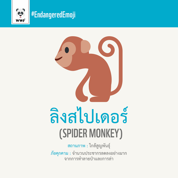 ลิงสไปเดอร์ Spider Monkey