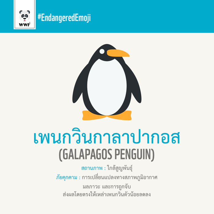เพนกวินกาลาปากอส Galapagos-Penguin