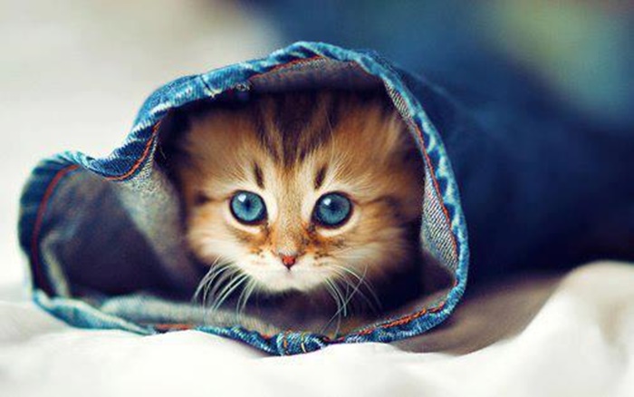 cutie_cat