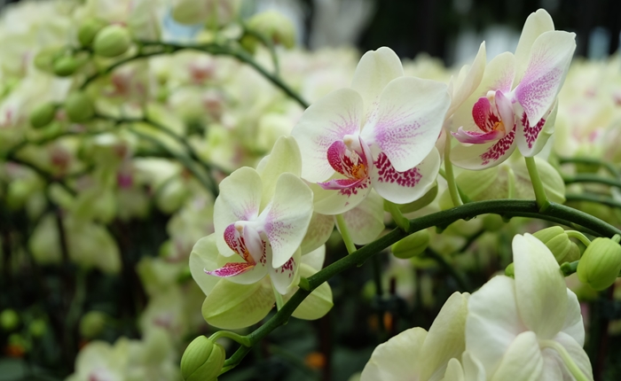 Phalaenopsis Orchid (1)