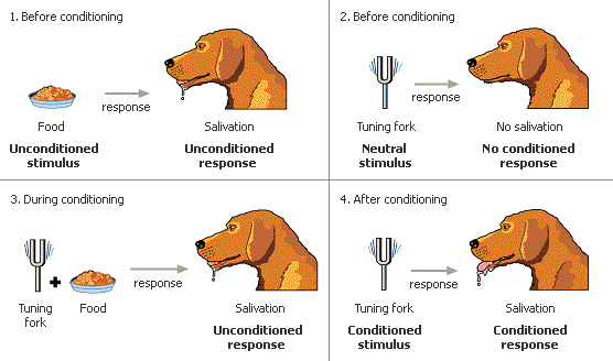 pavlov_classical_conditioning_dogs