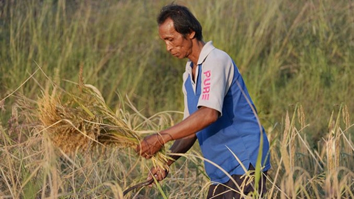 Thai Agriculter