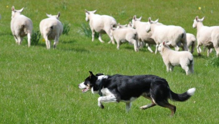 herding-dog-drone