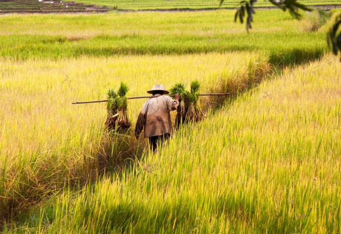 farmer