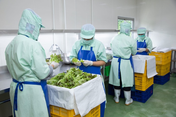 Salad Factory