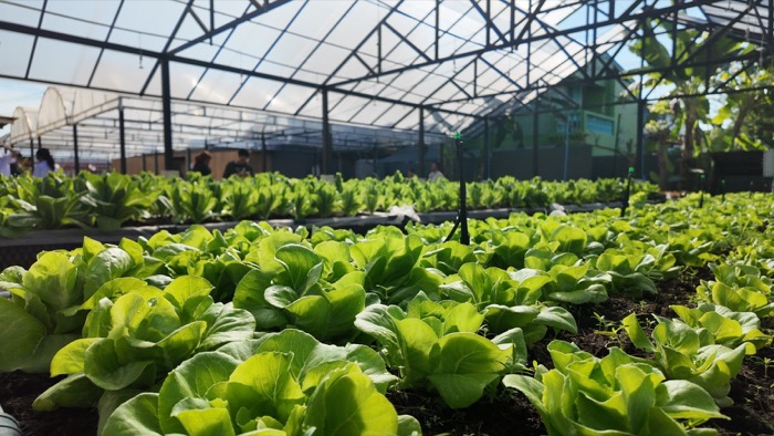 Salad Factory
